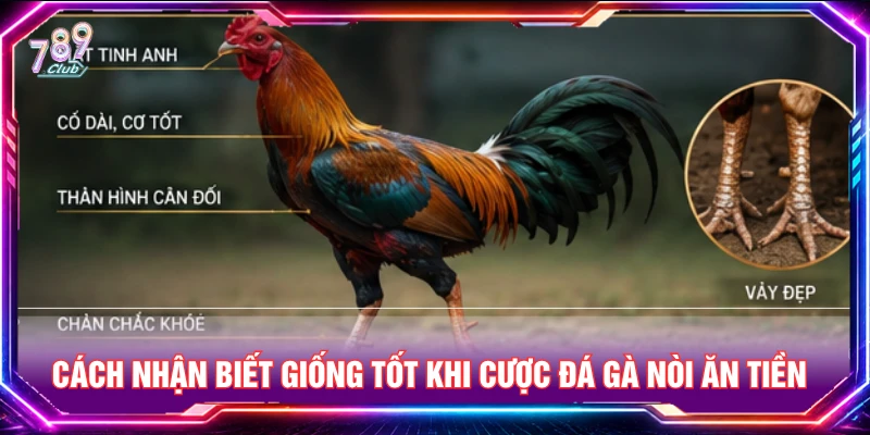 Cách nhận biết giống tốt khi dự đoán đá gà nòi ăn tiền