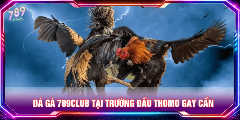 Đá gà 789CLUB từ trường Thomo danh tiếng hàng đầu