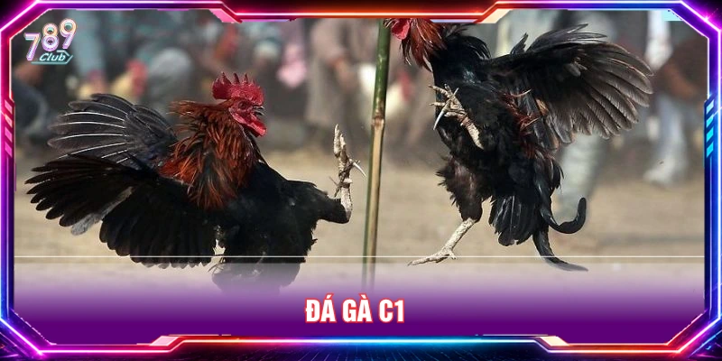 Đá gà C1