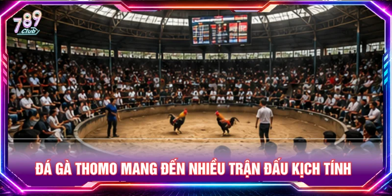 Đá gà Thomo mang đến nhiều trận đấu kịch tính