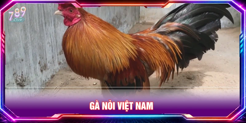 Gà nòi Việt Nam thường xuất hiện tại trường gà CPC