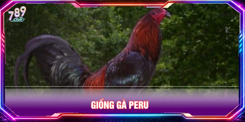 Giống gà Peru thường được chọn trong giải đá gà CPC