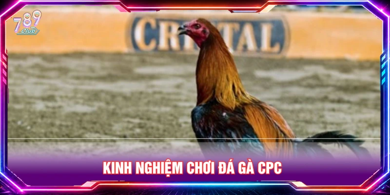 Kinh nghiệm chơi đá gà CPC từ người chơi lâu năm