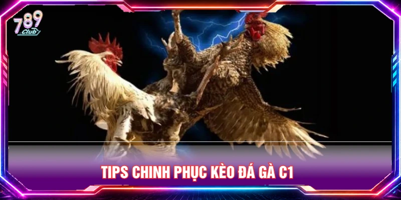 Mẹo chinh phục kèo cược gà đá C1