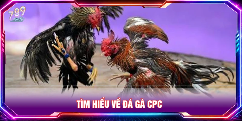 Tìm hiểu về đá gà CPC
