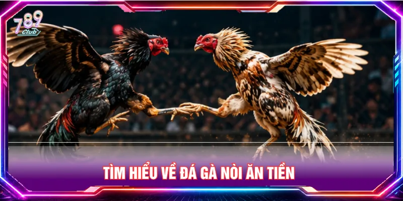 Tìm hiểu đá gà nòi ăn tiền  