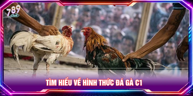 Tìm hiểu về các trận đấu đá gà C1